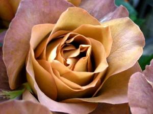 【コーヒーブレイク】・・・・・って薔薇♪ ｜「オカダフローリスト」　（三重県松阪市の花キューピット加盟店 花屋）のブログ