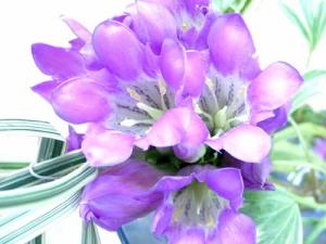 こんな色の花が好き♪｜「オカダフローリスト」　（三重県松阪市の花キューピット加盟店 花屋）のブログ